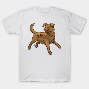 Dog - Chesapeake Bay Retriever - Sedge T-Shirt